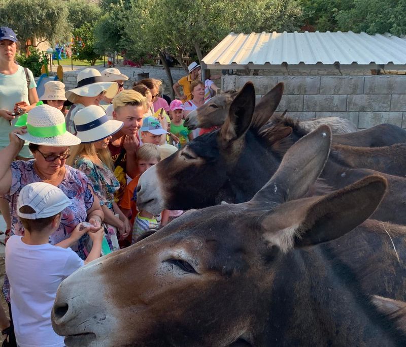 Lefkara Village, Donkey Farm and Olive Farm Private Tour from Larnaca