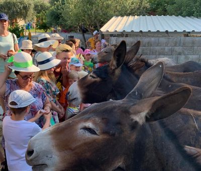 Lefkara Village, Donkey Farm and Olive Farm Private Tour from Larnaca