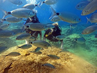 Discover Scuba Diving Protaras
