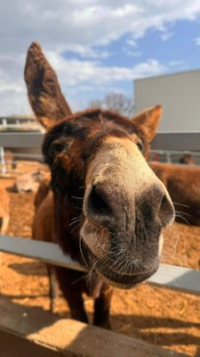 Donkey Farm Cyprus Night and Traditions from Ayia Napa Protaras