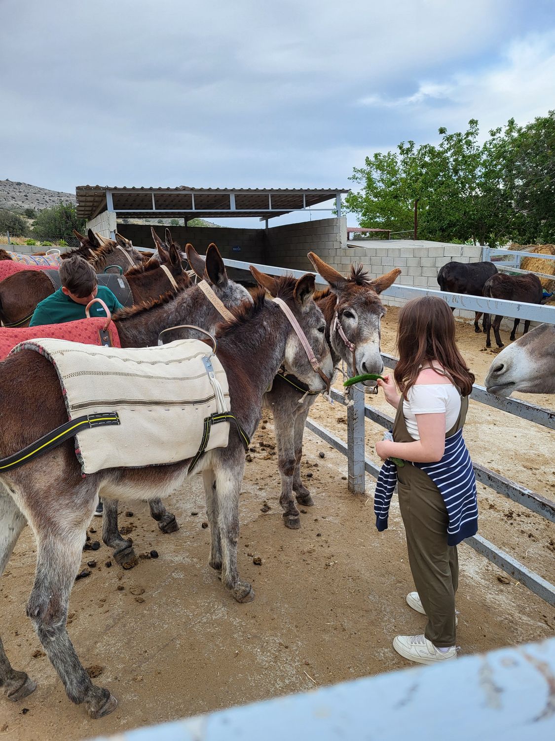 Donkey Farm Cyprus Night and Traditions from Ayia Napa Protaras