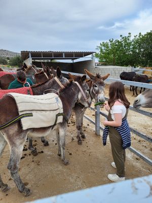 Donkey Farm Cyprus Night and Traditions from Ayia Napa Protaras Donkey Farm Cyprus Night and Traditions from Ayia Napa Protaras