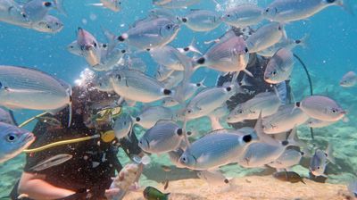 Underwater Proposal Package Protaras Underwater Proposal Package Protaras