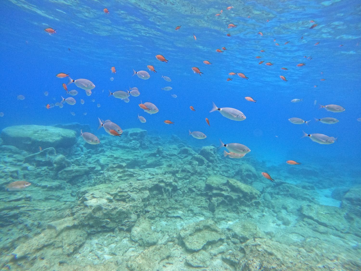 Green Bay Snorkelling trip from Protaras
