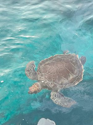 Rosso Aqua Private Boat charter from Ayia Napa Protaras