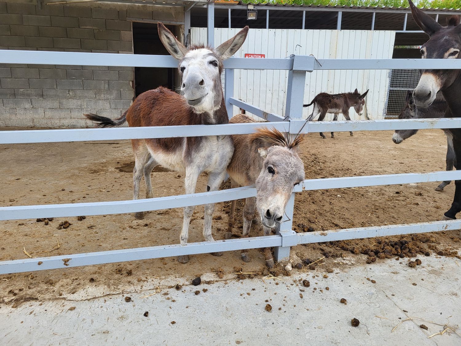 Donkey Farm and Olive Farm Private Tour from Larnaca