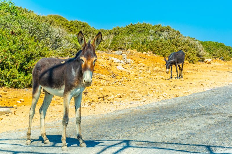 Karpaz Peninsula Private Tour from Larnaca