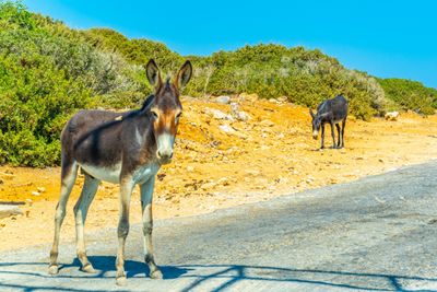 Karpaz Peninsula Private Tour from Larnaca