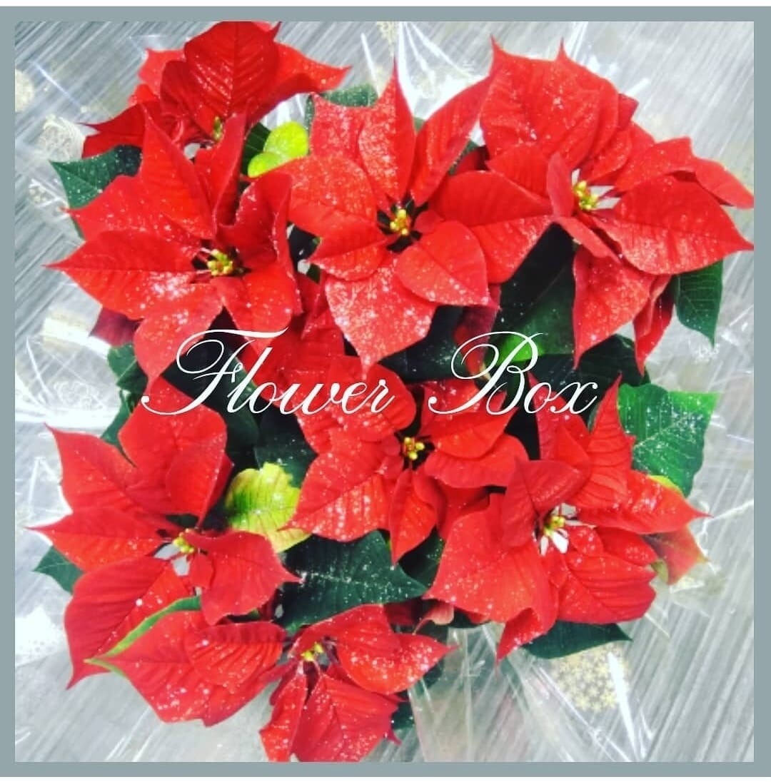 Poinsettia Gift Wrapped with Bow Poinsettia Gift Wrapped with Bow