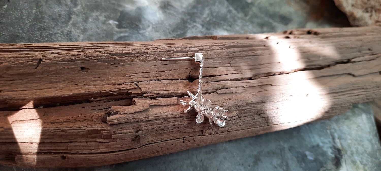 Cedar Celebration Stud