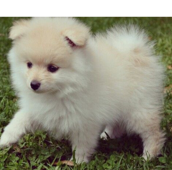 1 Chiot Spitz Nain Loulou --3 mois -- Male