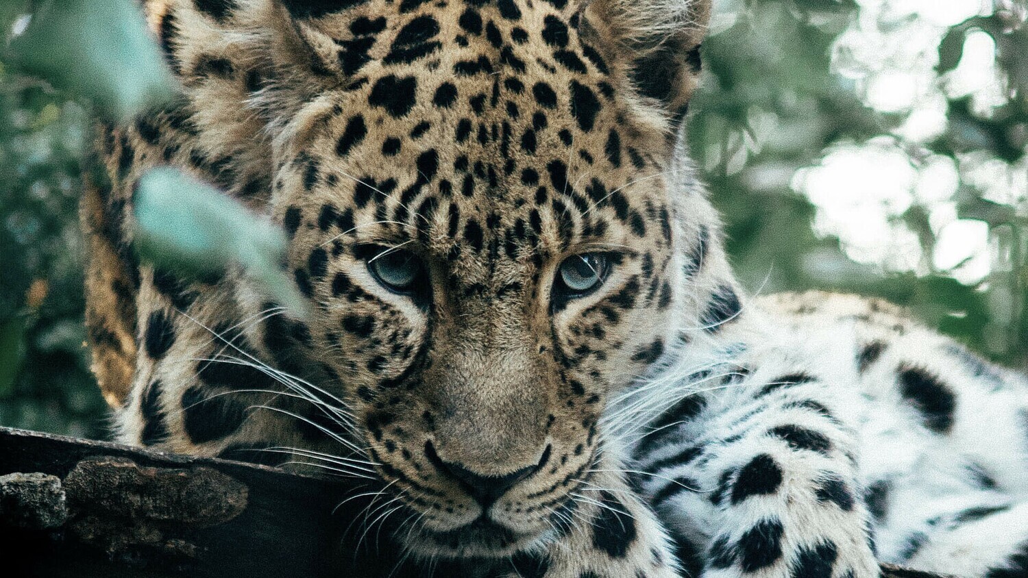 Costa Rica - Jaguar Honey