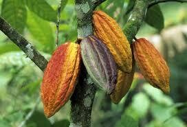 Edel-Kakao aus Indien - frisch geröstet 100g