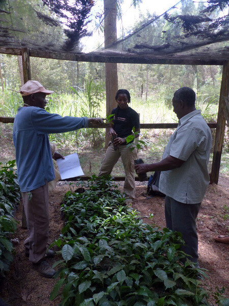 Rohkaffee Kenia