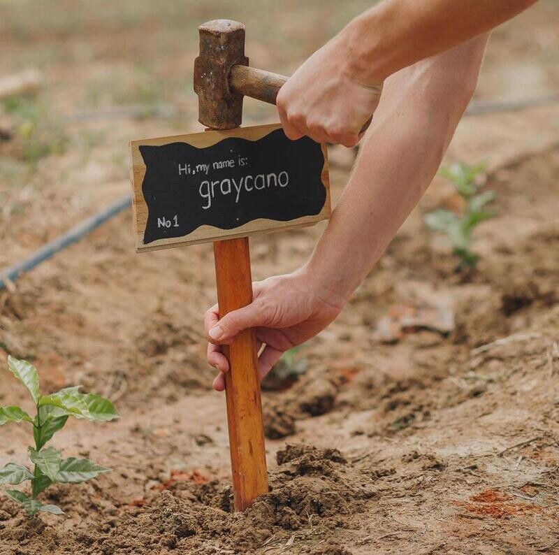 Baumpatenschaft in Brasilien