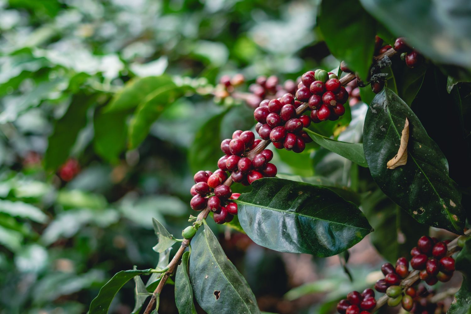 Mexiko Maragogype - Filter