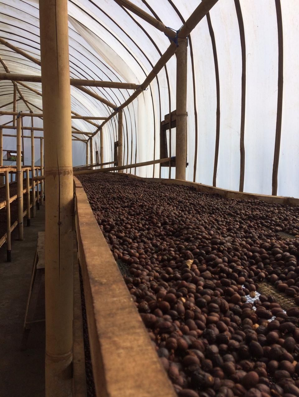 Indonesien Bali Kintamani - Espresso Indonesien Bali Kintamani - Espresso