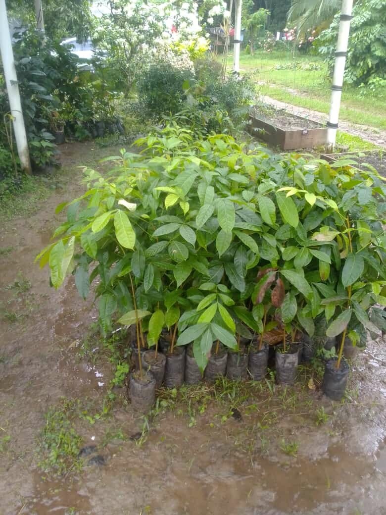 Caoba