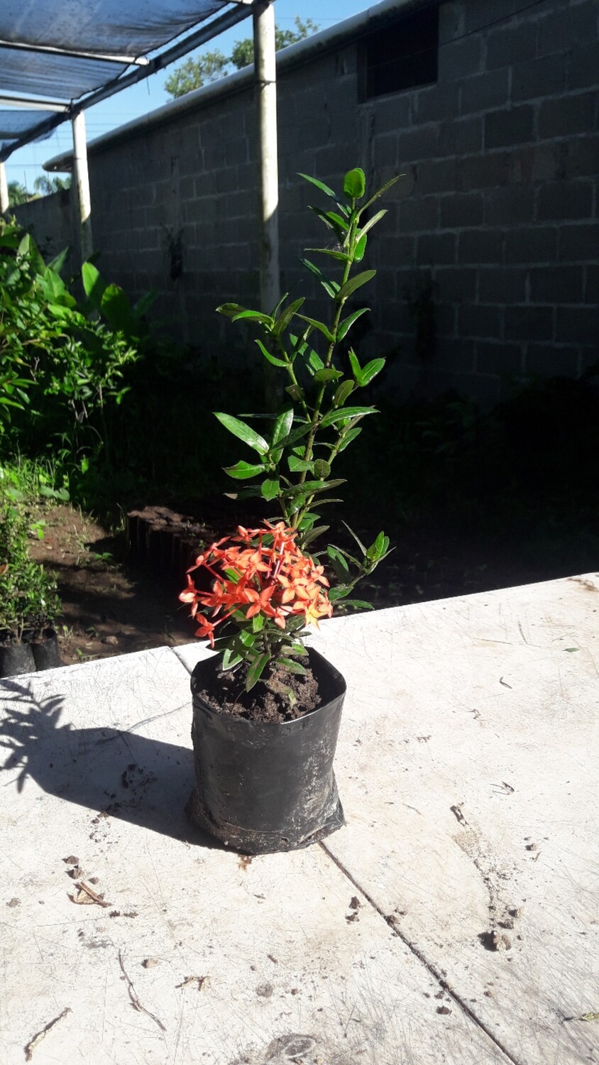Exora Enana roja