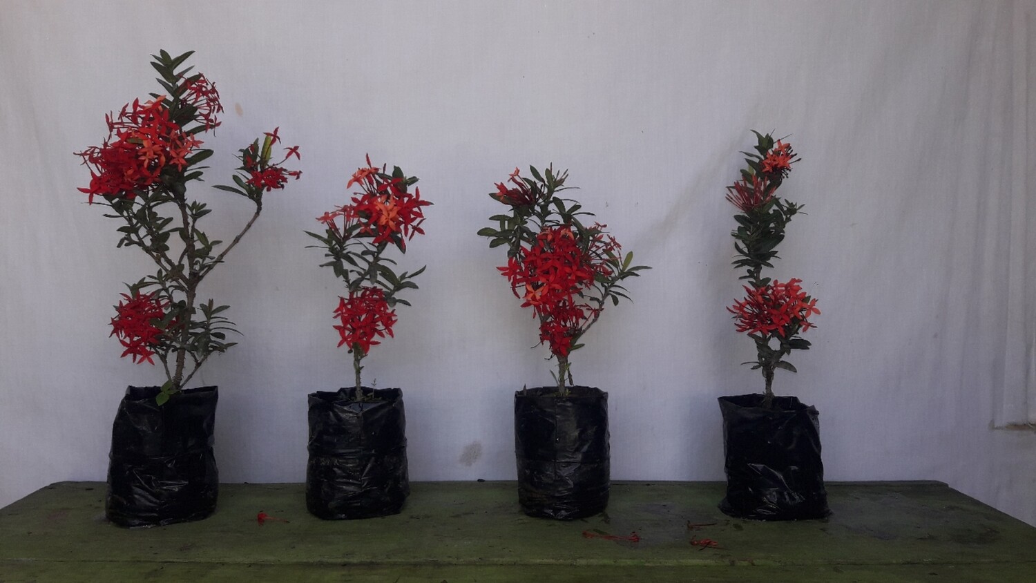 Exora Enana roja