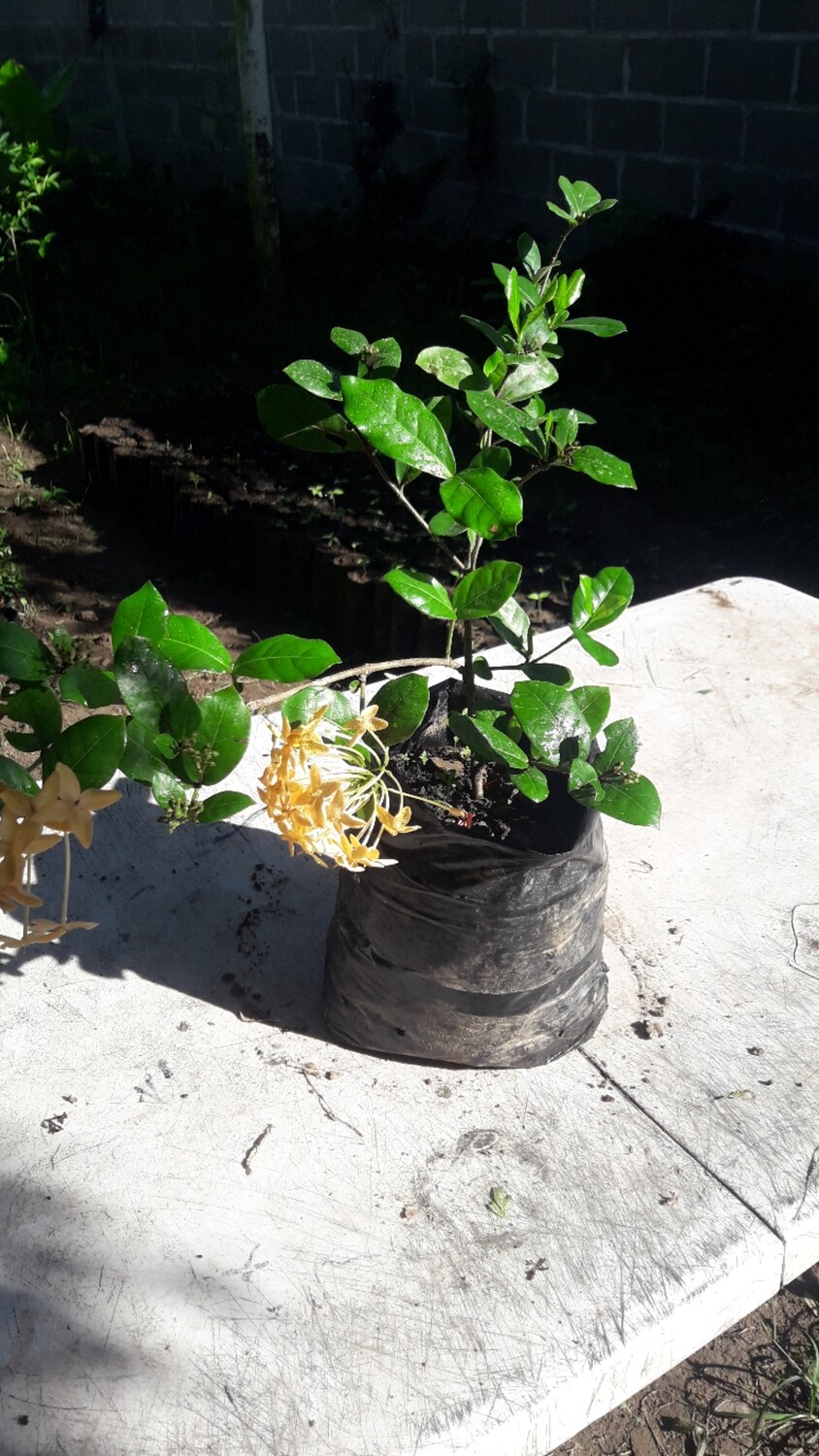 Exora enana amarilla
