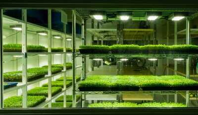 Microgreens (brotes)