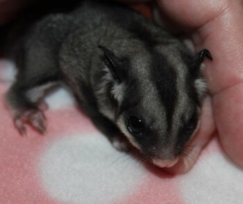 Missy