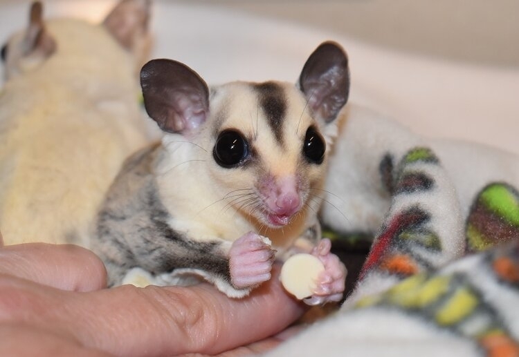 Highland store sugar gliders