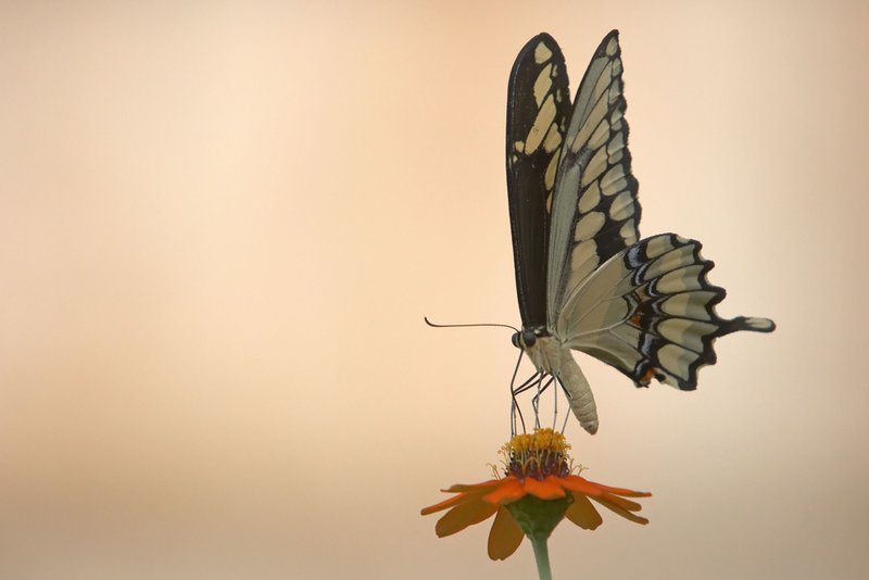 Butterfly Hypnotherapy