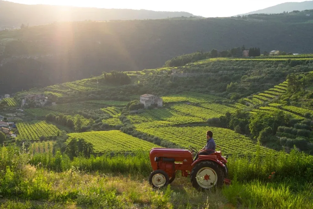 Ca dei Maghi Wine Dinner at Fox Fine Wines - Tuesday 7th October at 6.30pm