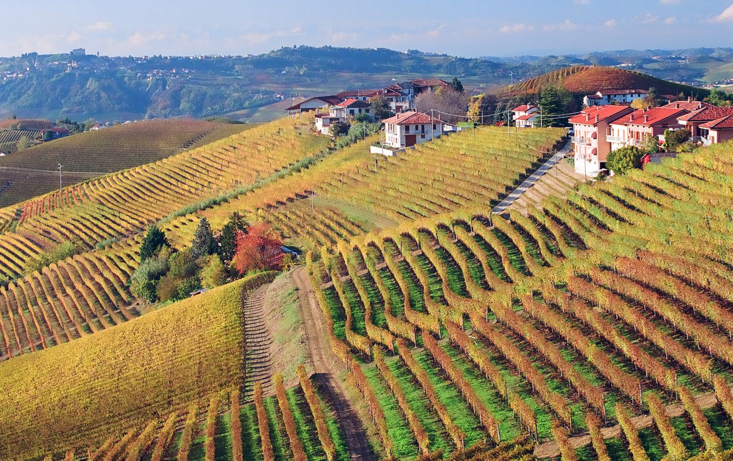 Giuseppe Cortese Wine Dinner at Fox Fine Wines - Tuesday 3rd November at 6.30pm