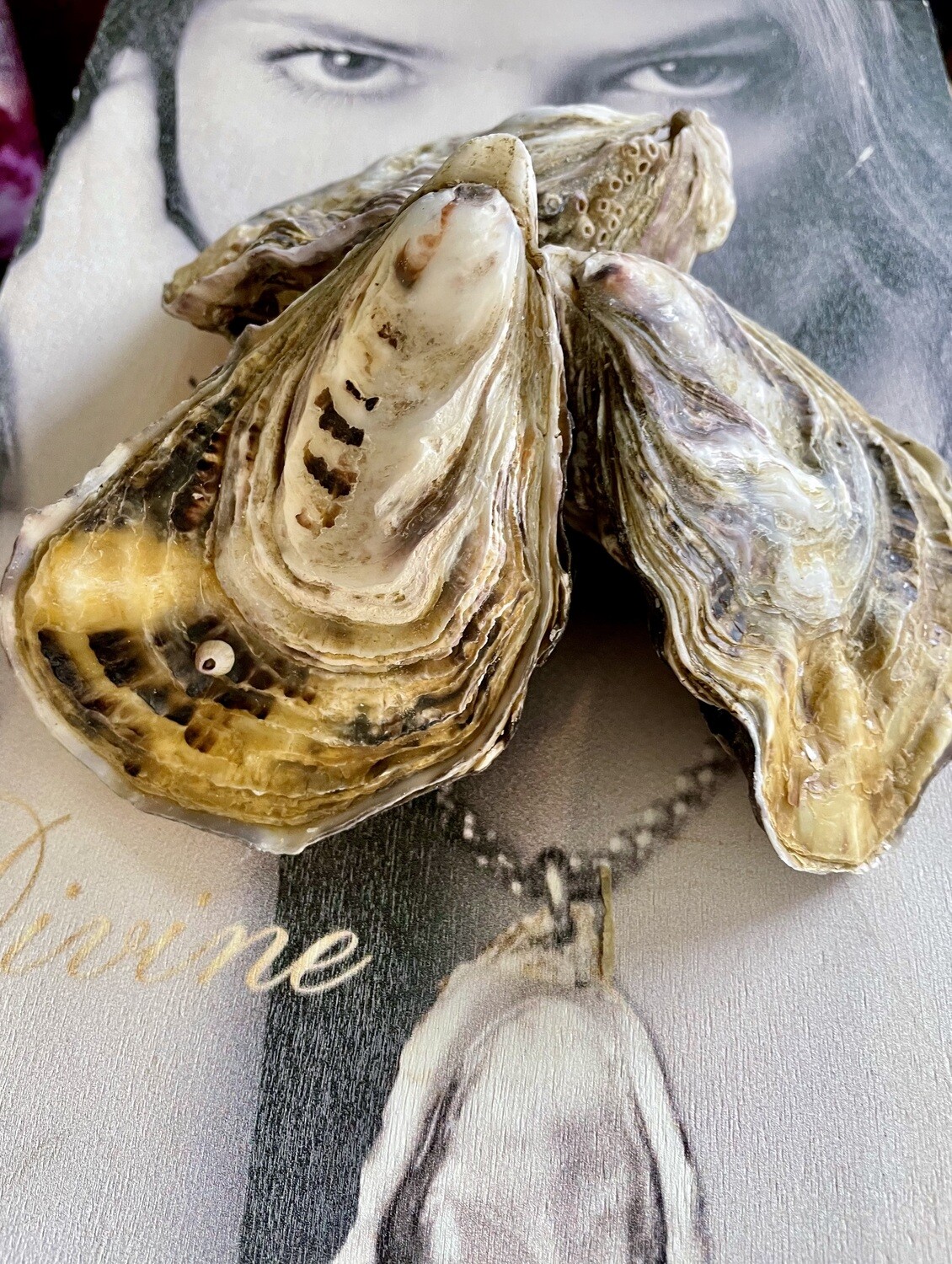 Austern der Normandie Isigny N3 stückweise
