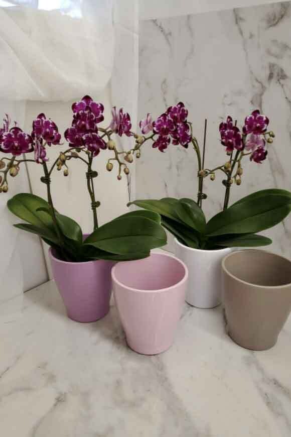 2 Delicate Mini Orchids