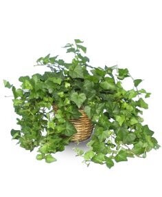 A Basket Full of Ivy