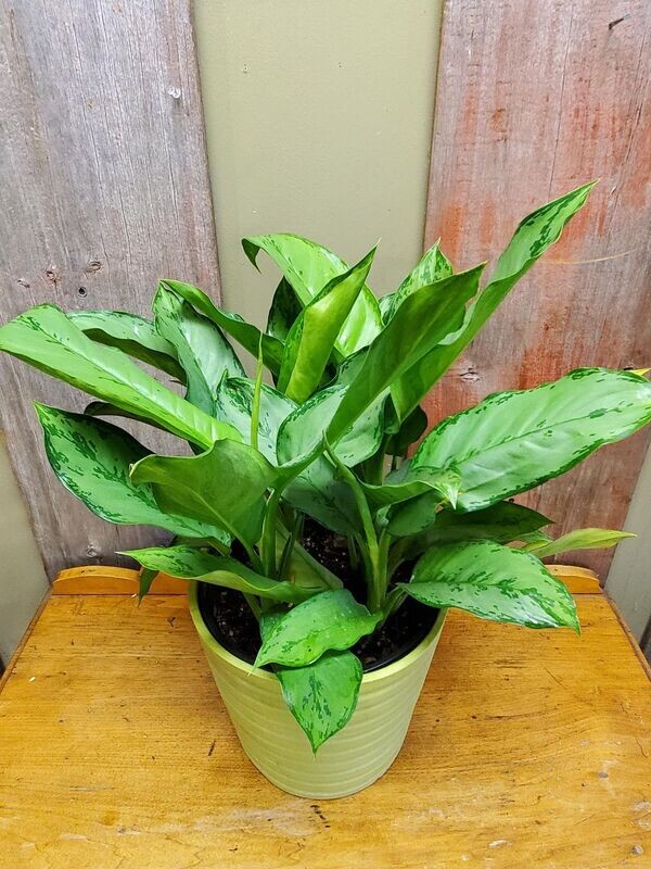 Dieffenbachia