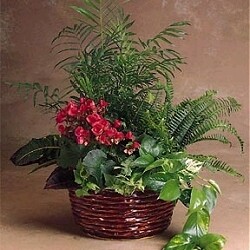 Lush Planter Basket