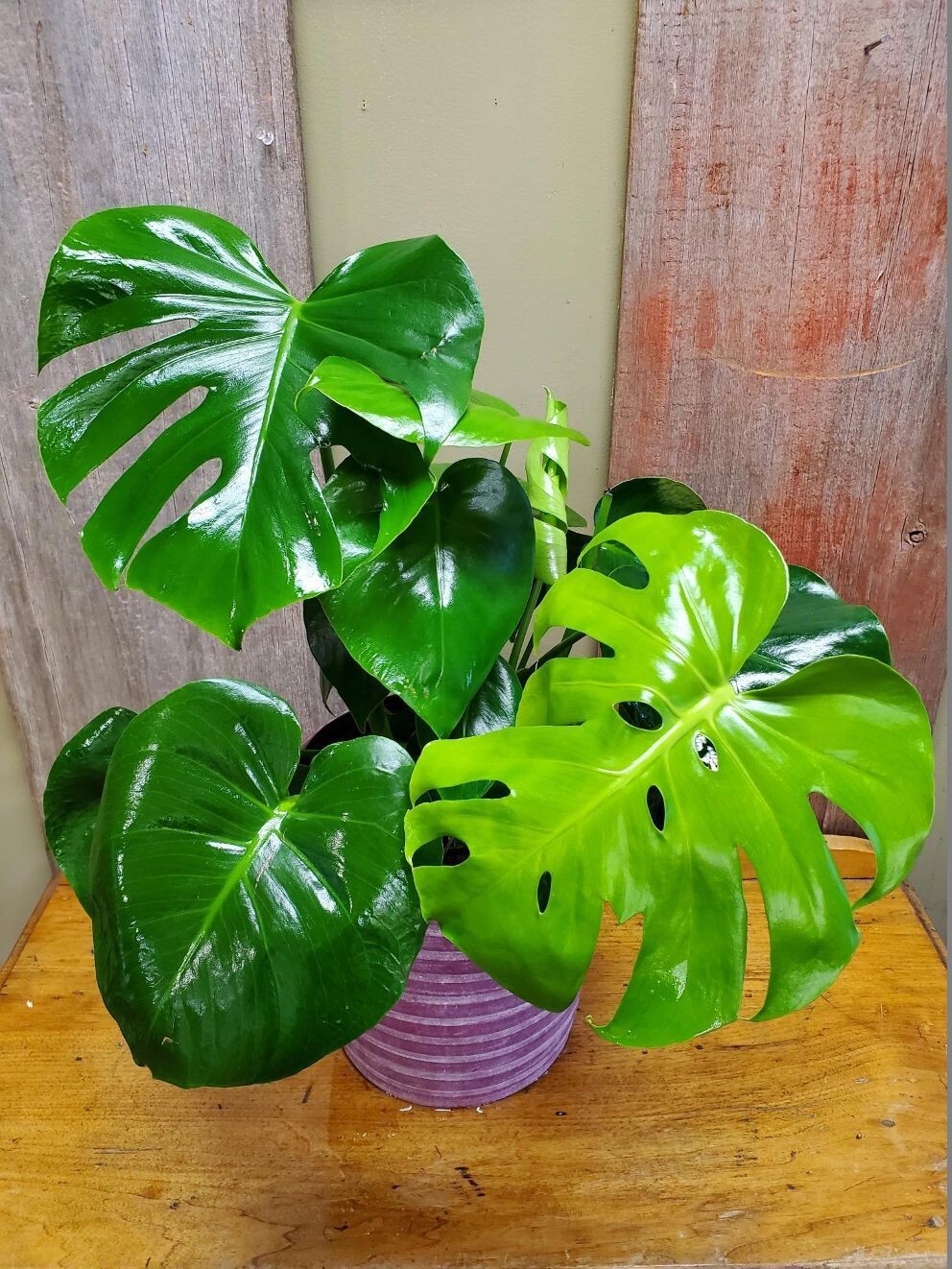 Monstera Split Leaf