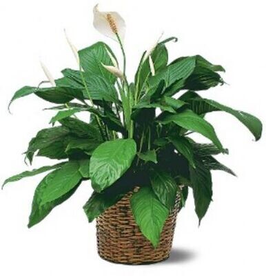 Spathiphyllum or Peace Lily