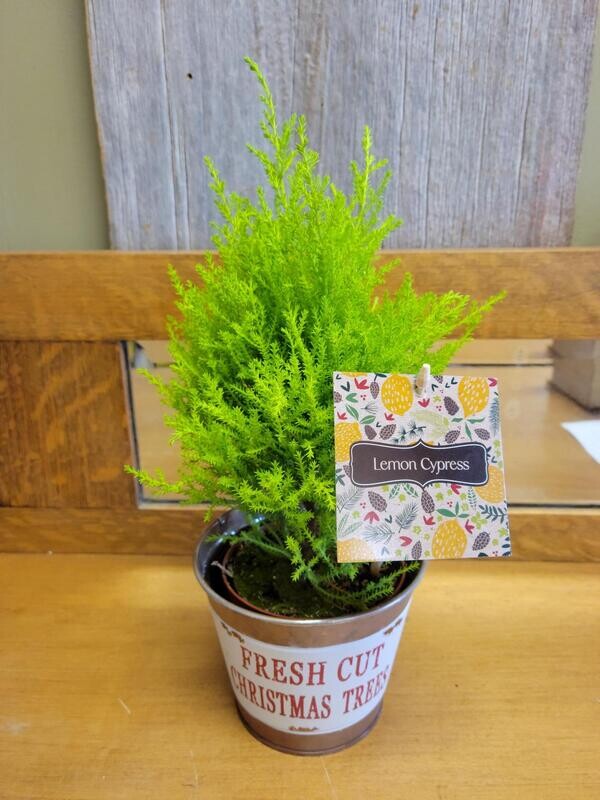 Mini Lemon Cypress Tree