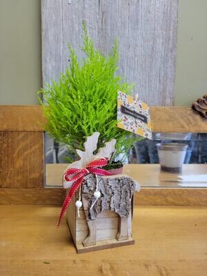 4" Wooden Reindeer Pot w/ Real Cypress Tree