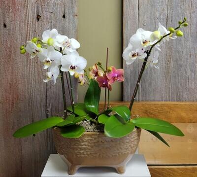 Mini Orchids Trio