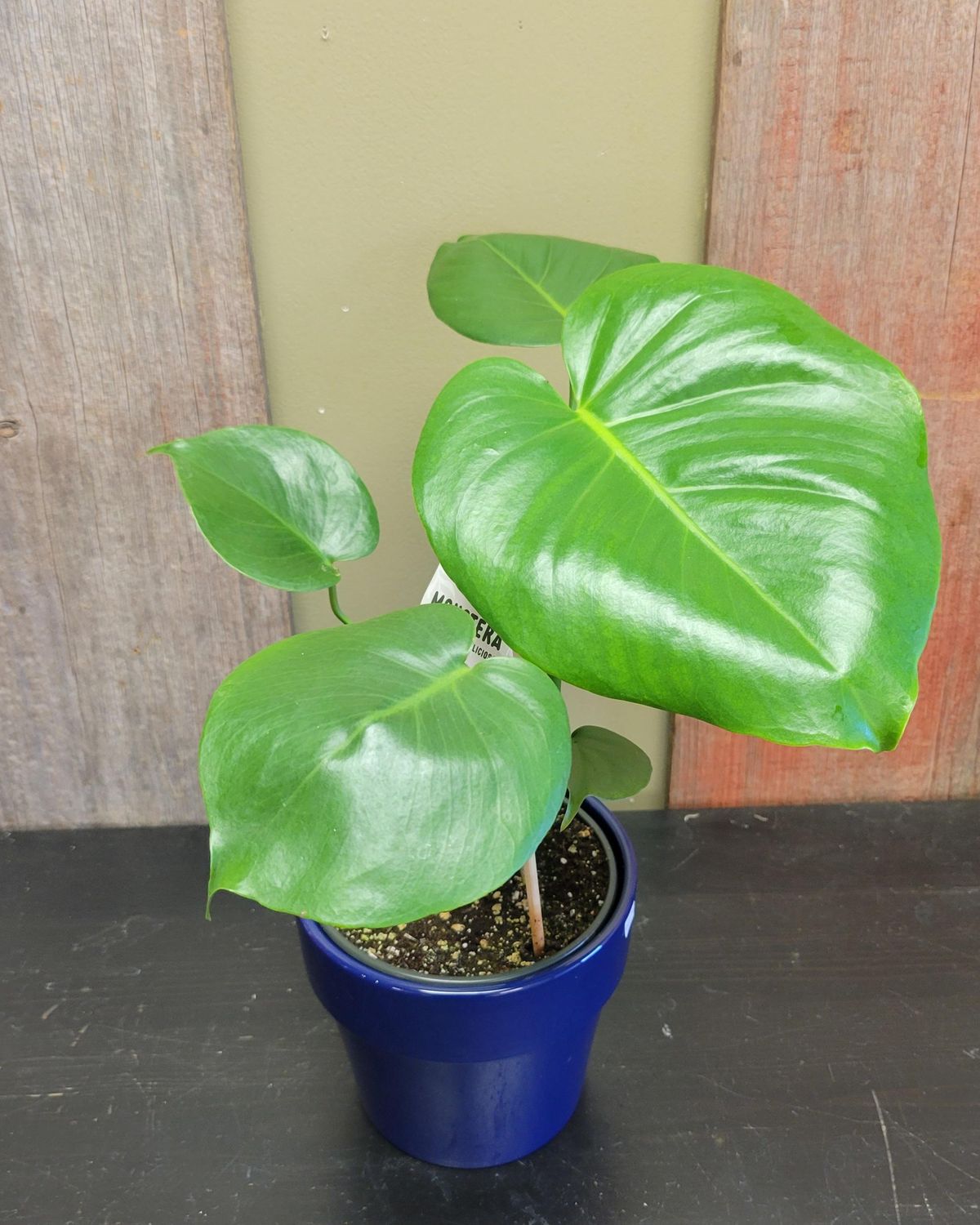 Monstera Split Leaf