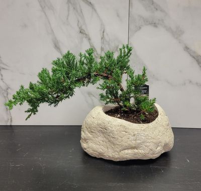 Bonsai