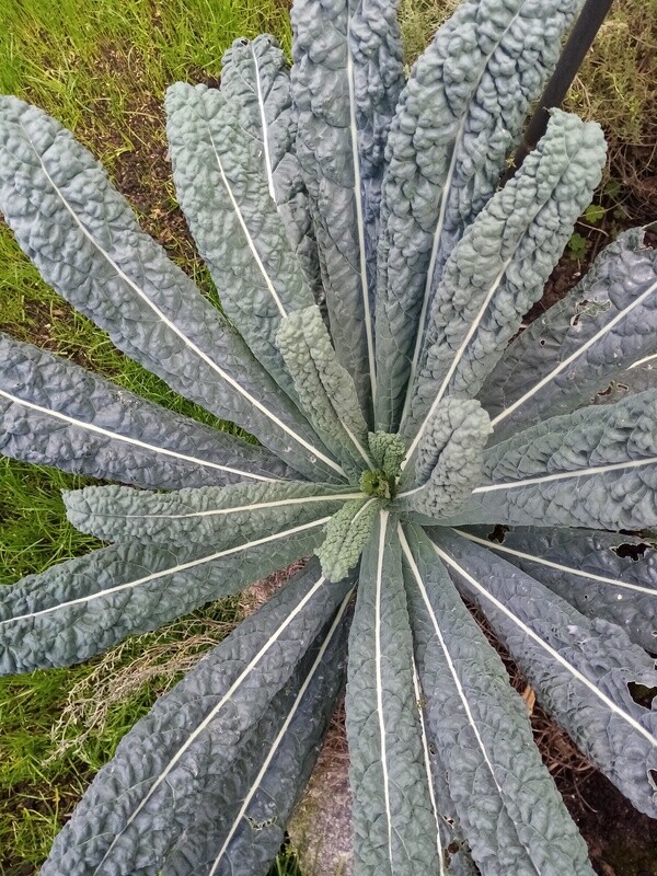 KALE