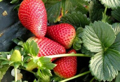FRUTILLA