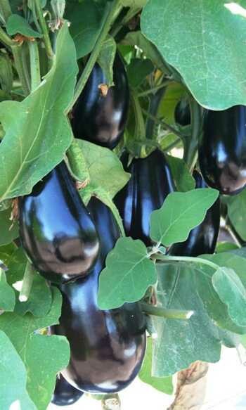 BERENJENA NEGRA - ROJA Y BLANCA