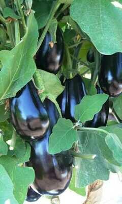 BERENJENA NEGRA - ROJA Y BLANCA