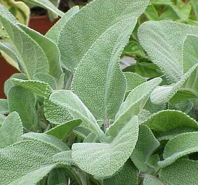 SALVIA