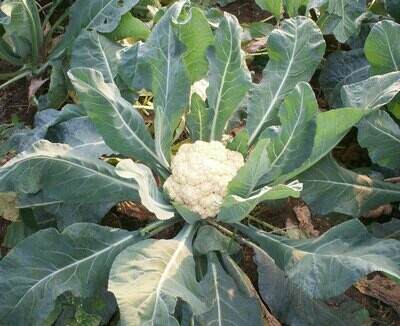 COLIFLOR