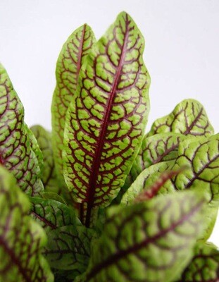 PLANTAS HORTÍCOLAS